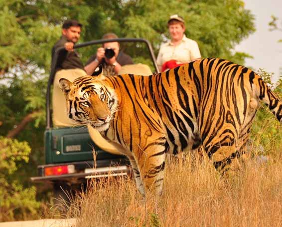 wildlife tourism of rajasthan